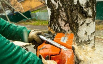 Спил и вырубка опасных и аварийных деревьев - Рязань, цены, предложения специалистов