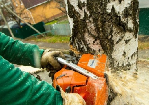 Спил и вырубка опасных и аварийных деревьев стоимость услуг и где заказать - Рязань