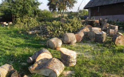 Аккуратный спил деревьев профессиональными арбористами в Рязани - Рязань, цены, предложения специалистов