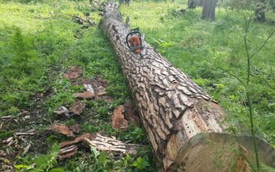 Спил и вырубка деревьев, корчевание пней - Ухолово, цены, предложения специалистов