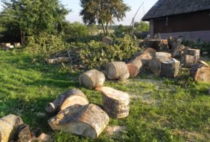 Аккуратный спил деревьев профессиональными арбористами в Рязани