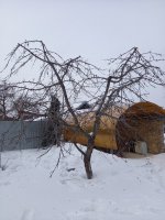 Обрезка плодовых деревьев в Рязани +120 км стоимость услуг и где заказать - Рязань
