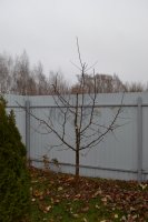 Обрезка плодовых деревьев в Рязани +120 км стоимость услуг и где заказать - Рязань